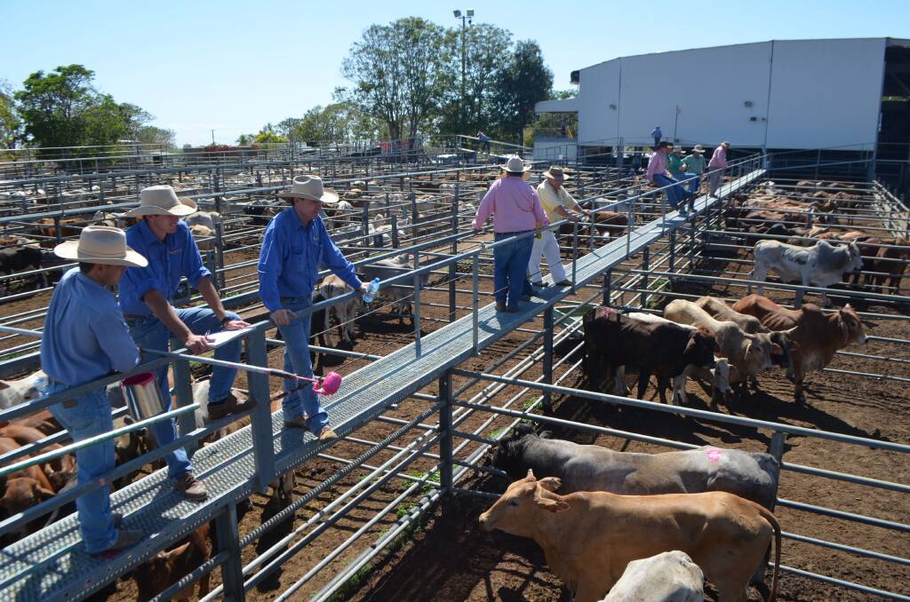 Bullocks top Charters Towers sale at 414c