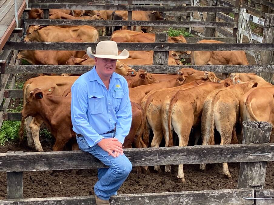 Corey Evans with a pen of Droughtmaster steers sold on account of the Ellenden family, Murgon. The line of 60 Droughtmaster and Brangus steers weighed 290kg, averaging 710c/kg.