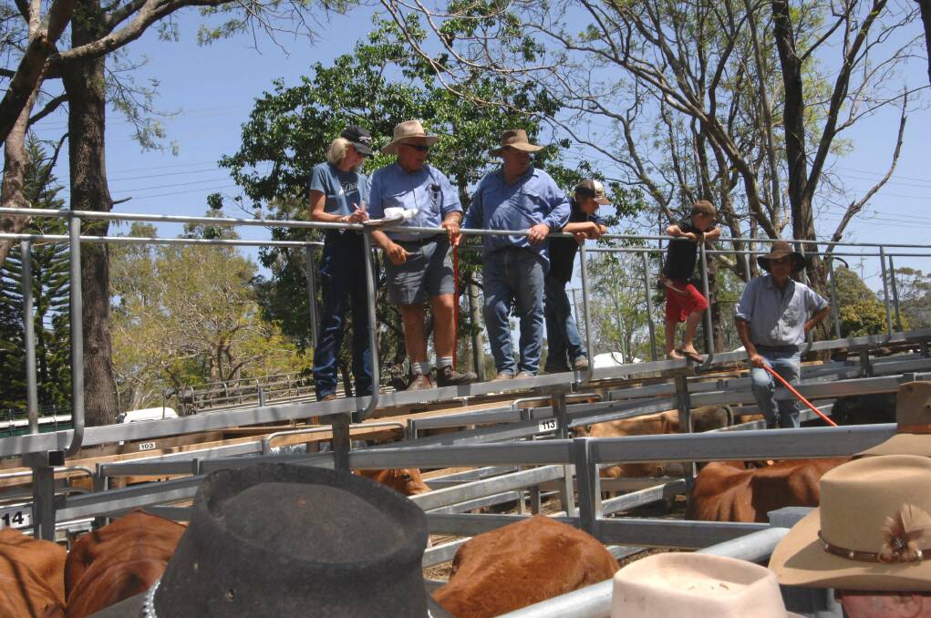 Droughtmaster steers make $2880 at Woodford
