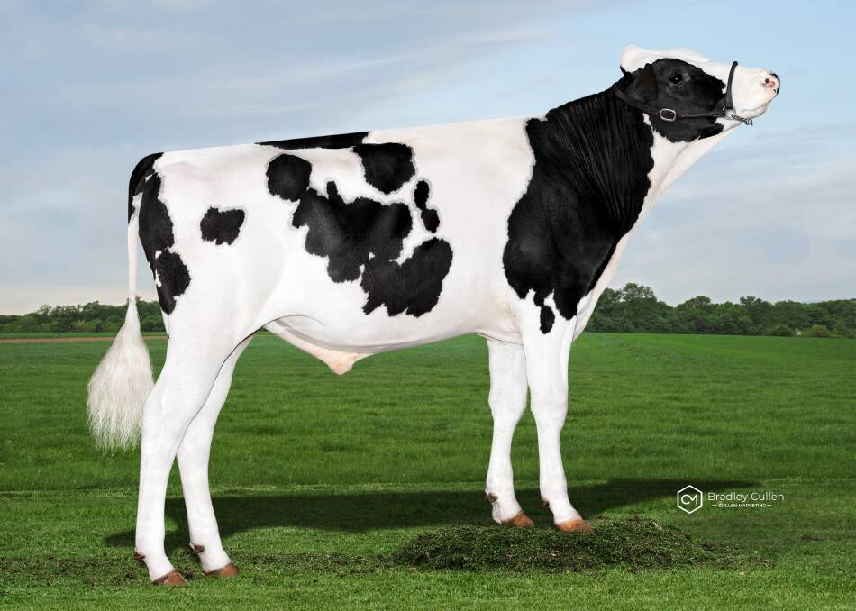 Number one ranked BPI Holstein Genomic sire Tommydee.