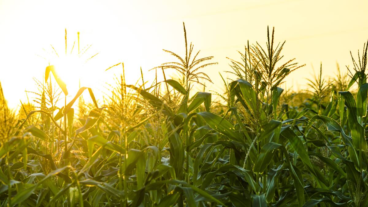 China holds key to US export corn demand