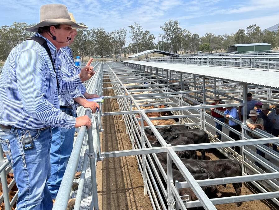 Burnett Livestock & Realty's James Cochrane sells Brangus weaner steers on account of Errol and Cheryl Jensen, Wallaville, for 708c/kg or $1874.