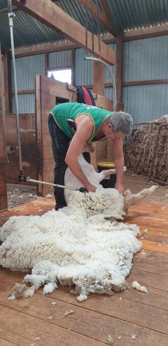 BALANCE: Shearing a ewe lamb daughter of Glen Holme 172565.