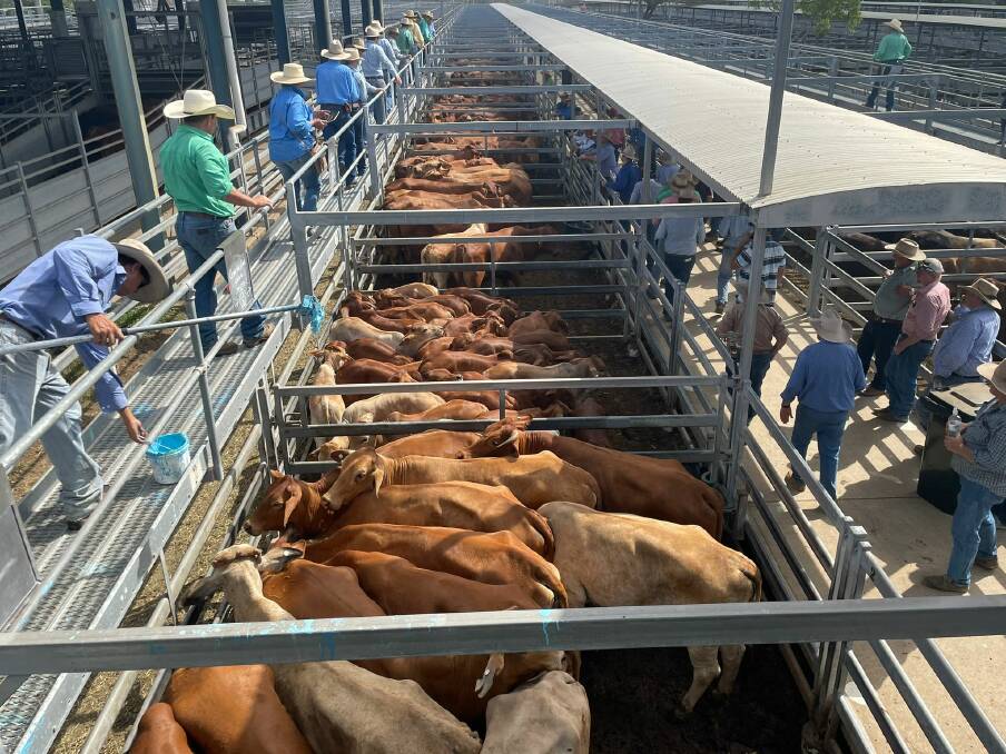 Restockers pounced on 88 Droughtmaster cows and calves, from Cedar Creek Grazing, which were offered in a dispersal sale and made $3400/head at CQLX.
