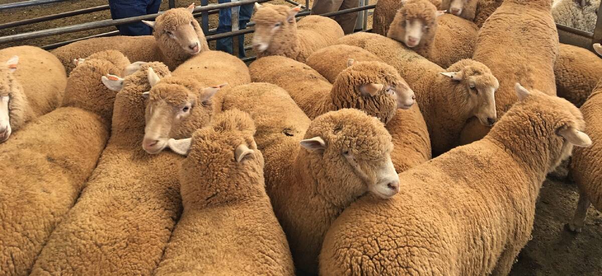 Ovine slaughter at eight year low