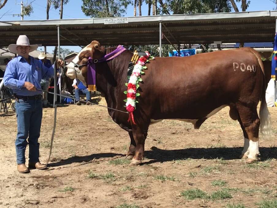 TOP MARKS: Valley Creek Primus, owned by Stu Cameron, was awarded the top honour at the 2019 Simmental Victorian On-Farm Challenge. Photo: Vanessa Wenn