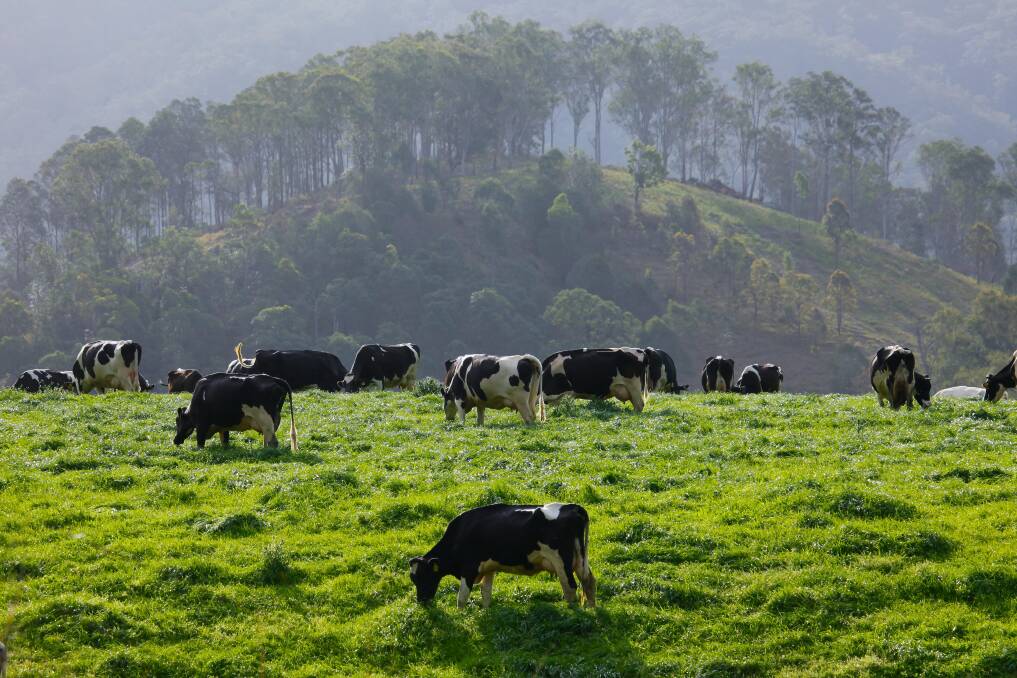 Solid demand for milk from the major processors has driven prices up this year. Shutterstock/Ecopix
