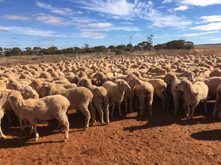 While lamb prices are currently doing what we would expect with the increase in spring lamb supply, mutton prices are rising in the face of increasing supply.