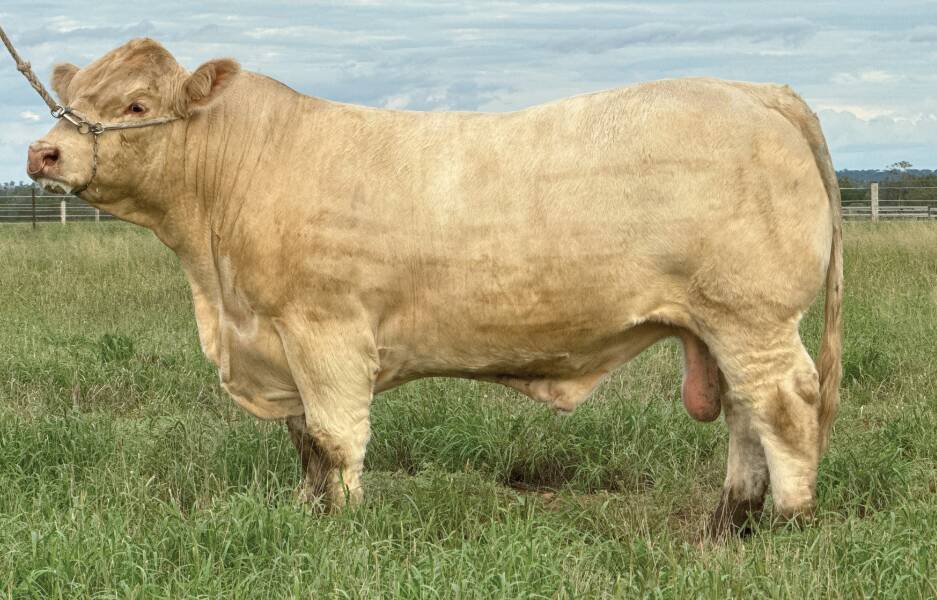 Lot 8, Moongool Trademark, made the $55,000 top price in the National Charolais Sale, Pic from AuctionsPlus