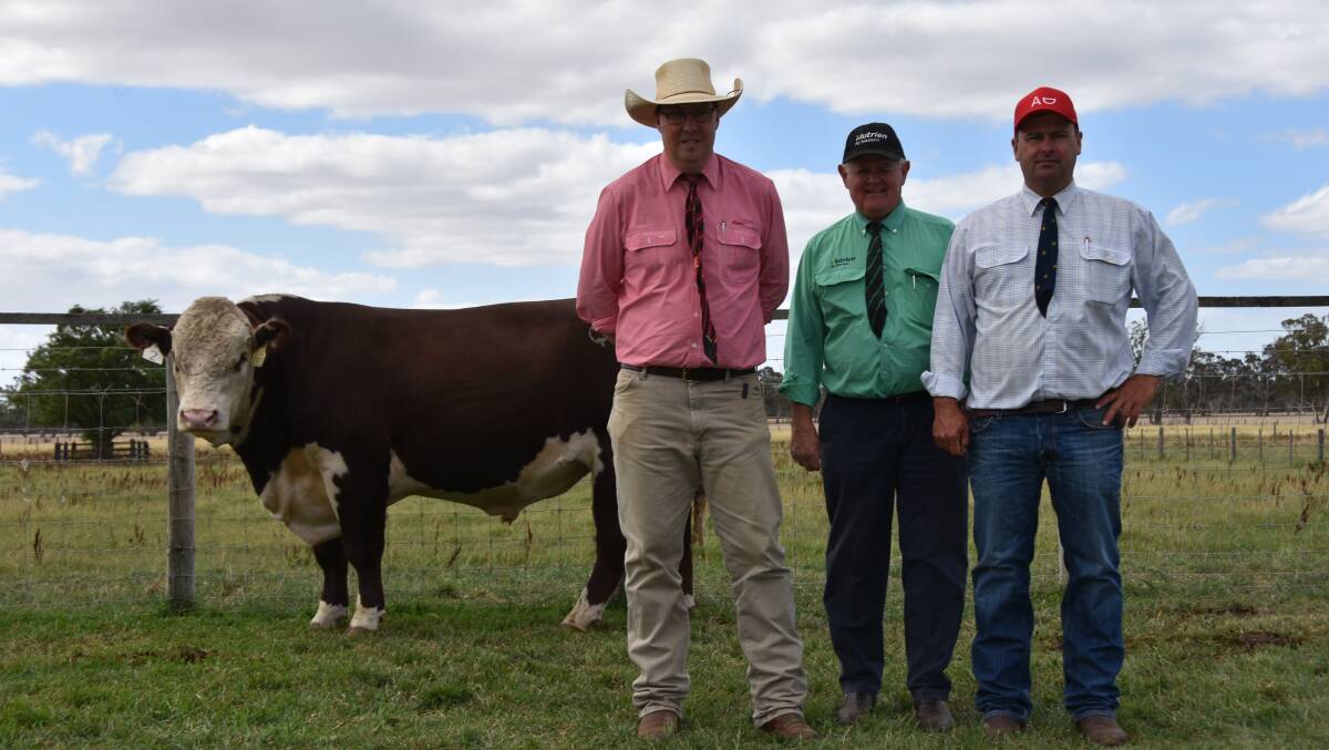 Elders stud stock's Ross Milne and Nutrien Bordertown's Graeme Hampel with Allendale stud principal Alastair Day and his lot 2 bull which made $18,000- the equal highest price in his draft.