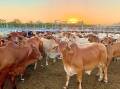 TOO VALUABLE: The push is on for a focus on trade deals so as in the event of a lumpy skin disease outbreak in Australia, exports - particularly live cattle - might continue.