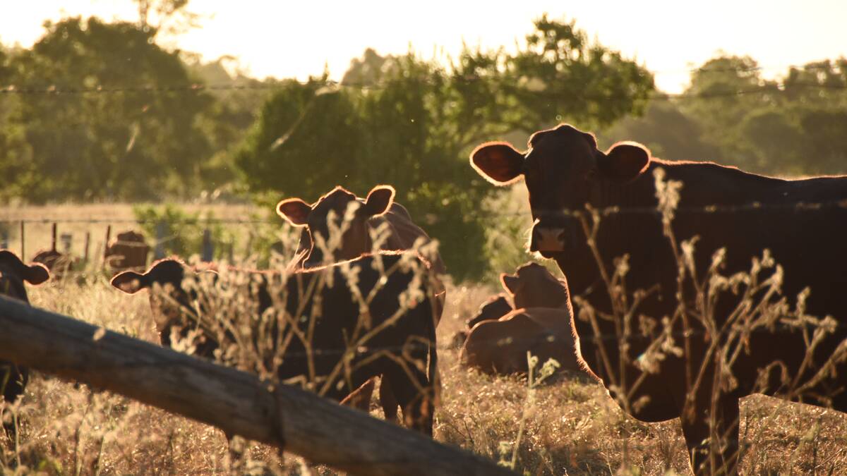 Cattle Australia's new committee to guide policy
