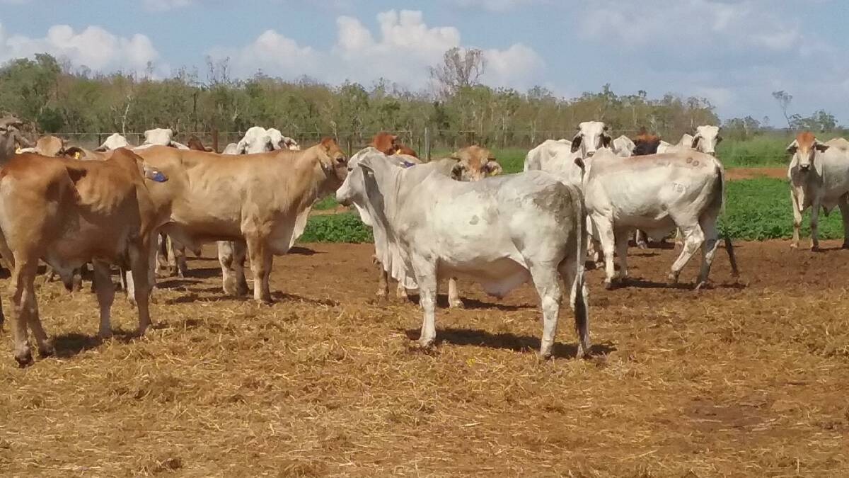 GAINING WEIGHT: Brahmans have been grazing leucaena at Blackbull Station, Douglas Daly, in the Northern Territory with success.