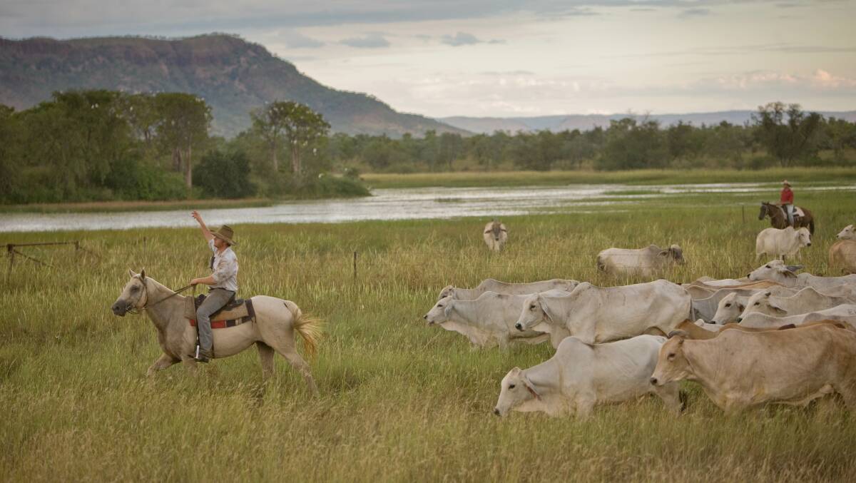 Cattle mustering at Consolidated Pastoral Company's Carlton Hill Station in the Ord River district of Western Australia.