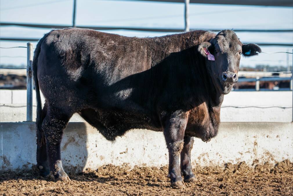 TOP PERFORMER: The steer from Wentworth which collected the highest individual weight gain of 1.289kg/day over 360 days for an exit weight of 800kg.