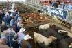 Red hot cattle trading margins on offer