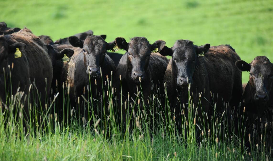 PIONEERING: Livestock at Wagyu Breeders Limited, the wholly-owned subsidiary of Brownrigg Agriculture, one of New Zealand's largest farming operations.
