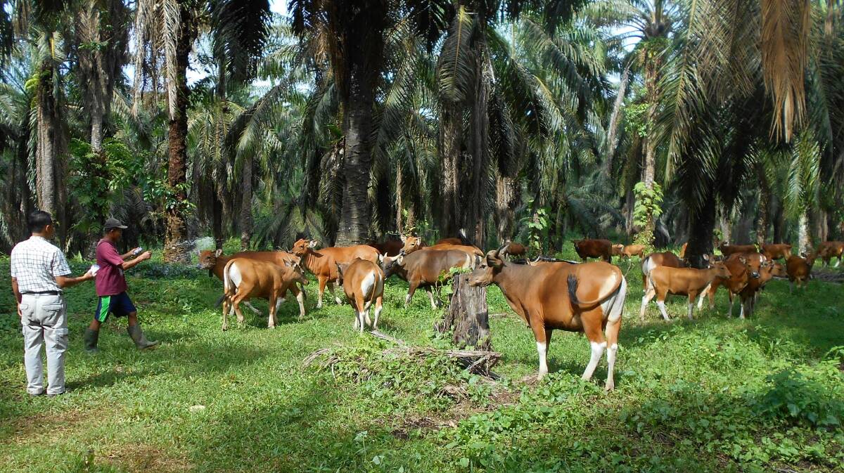 Indonesian cattle grazing under palms in Kalimantan. Photo courtesy Dr Ross Ainsworth.