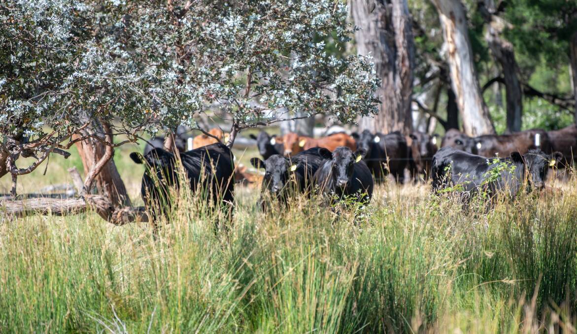 Changes are happening in the way the peak grassfed cattle producer group, Cattle Australia, is run. File photo. 