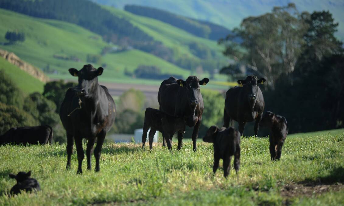 Cows and calves on grass in New Zealand.