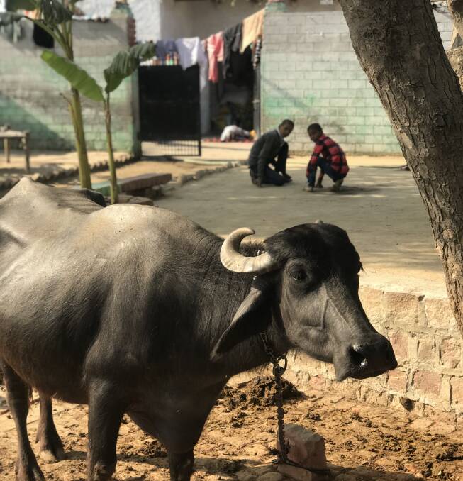CARABEEF: India has the world’s largest bovine population at an estimated 304 million head. PHOTO: Mary Raynes