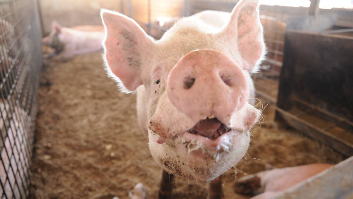 Swine fever now on Australia's doorstep