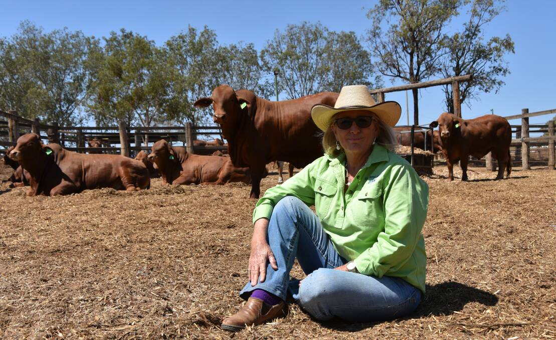 BUYING UP: Ann Woolett, Nardoo Pastoral Company north-west of Cloncurry, with polled bulls purchased at the Droughtmaster National in Rockhampton this week.