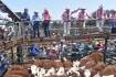 Feedlots plus tight supply pushes weaner prices up