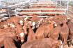 Cattle market hovers, despite extreme demand volatility