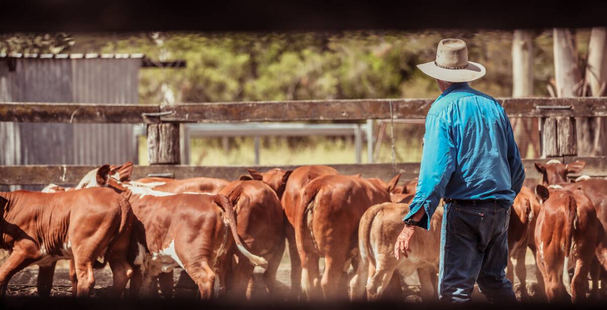 Sophisticated beef supply chains have given farmers the confidence to pay more for inputs, MLA's managing director Jason Strong has told a parliamentary inquiry. Picture by Lucy Kinbacher. 