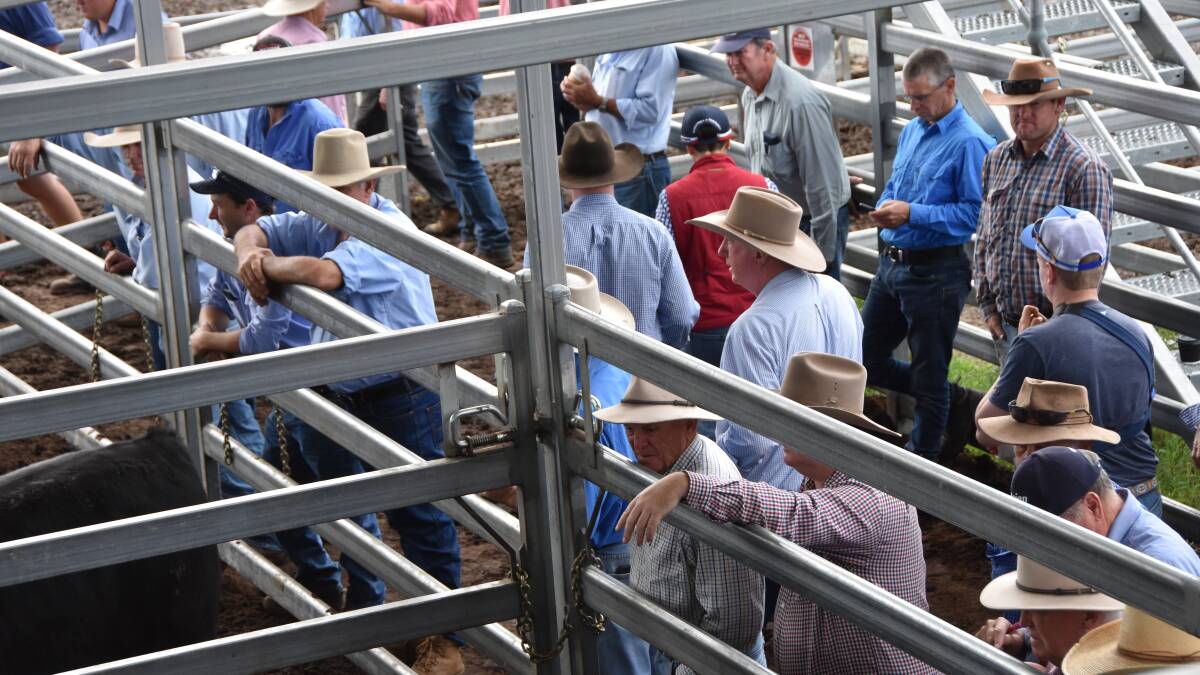 Young cattle still the prize, feeder prices soften