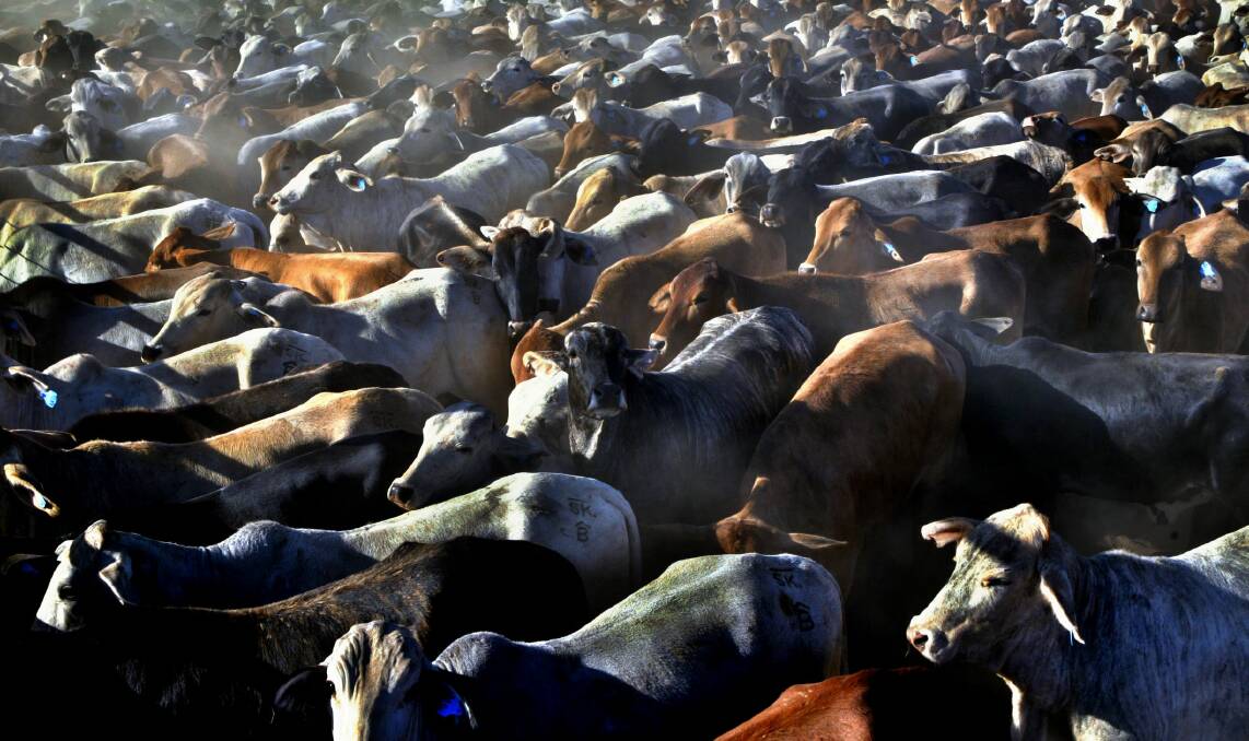 Producers are looking to lock in today's prices for cattle delivered down the track.