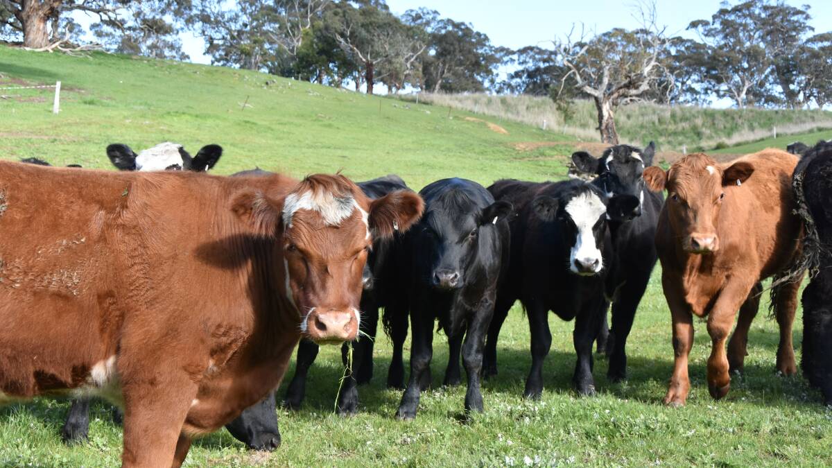 Red meat soaks up research funds