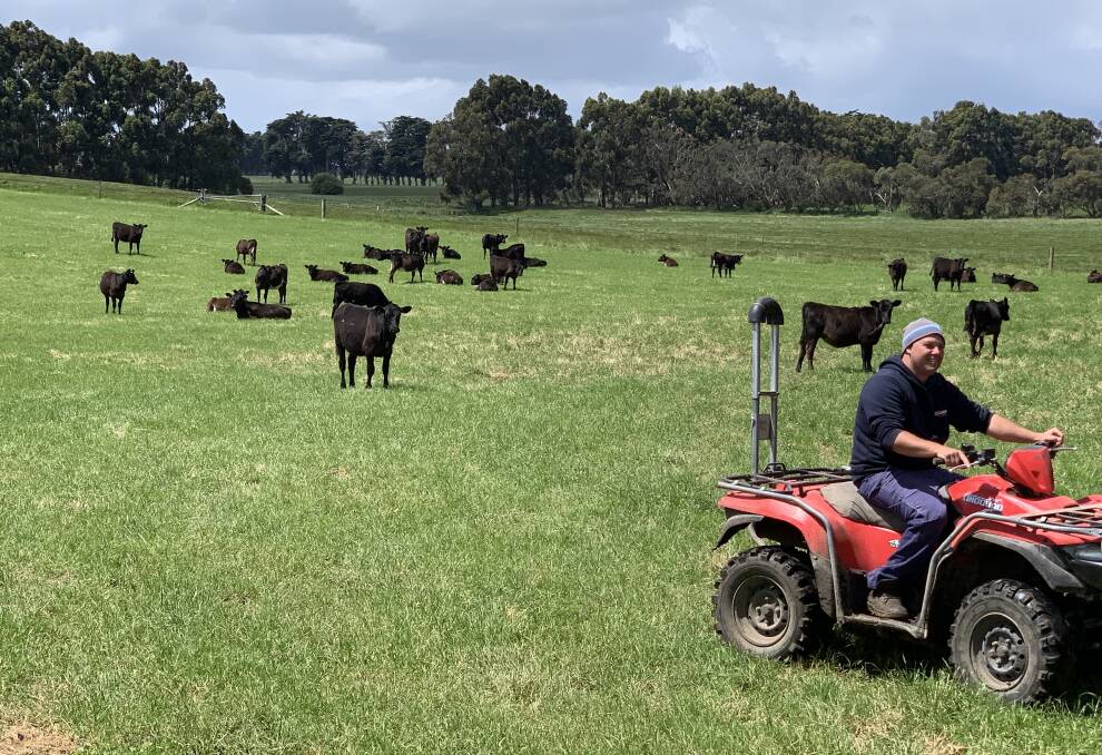  GOING STRONG: Ballyvernston farm manager Clayton Smith with Angus-dairy calves.