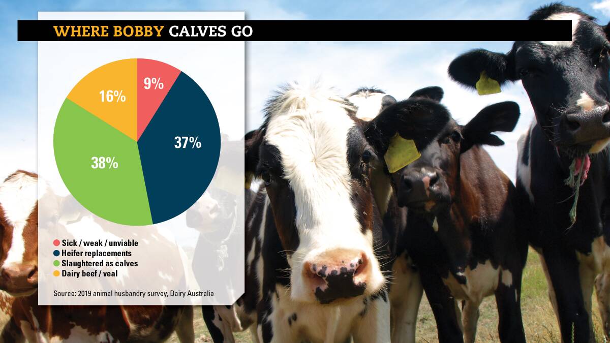 Surplus dairy calves a big opportunity for beef