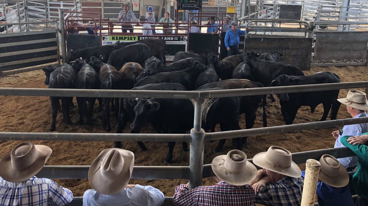 DIP: The enthusiasm of those bidding around the ring is now starting to ease and young cattle prices are dropping as a result. PHOTO: Samantha Townsend.