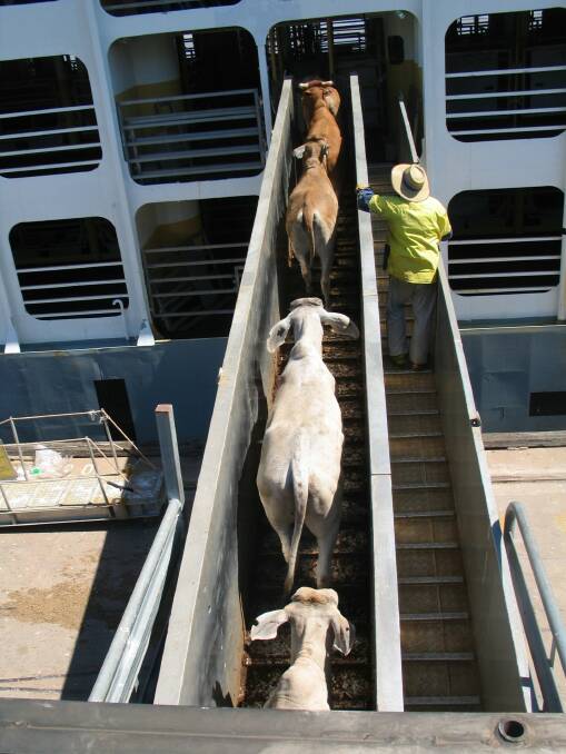 Cattle being loaded on a boat leaving Western Australia.