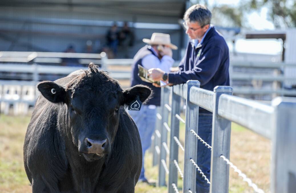 SOARING: The heat is not expected to come out of bull buying at time soon, judging by the records being set in breed society animal registrations and memberships. PHOTO: Lucy Kinbacher