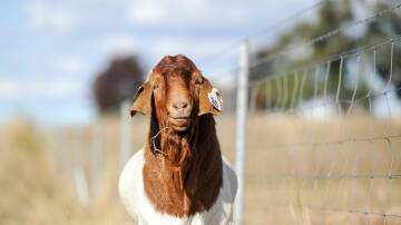 LEVY TALK: With high goat prices, the industry is looking into the possibility of lifting the transaction levy to funnel more money into research and marketing. IMAGE: Lucy Kinbacher