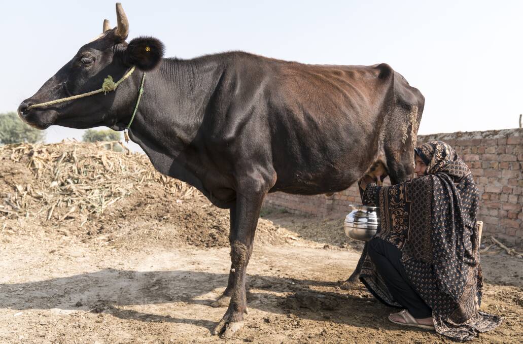 Women play an important role in dairy production in Pakistan. Photo: ACIAR/Conor Ashleigh