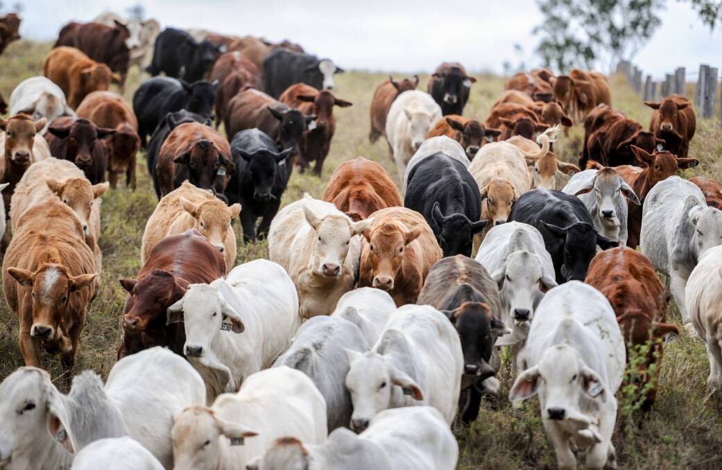 TIGHTER TIMES: Rising beef input costs are now outstripping gains in livestock prices, new research from AuctionsPlus shows. PHOTO: Lucy Kinbacher