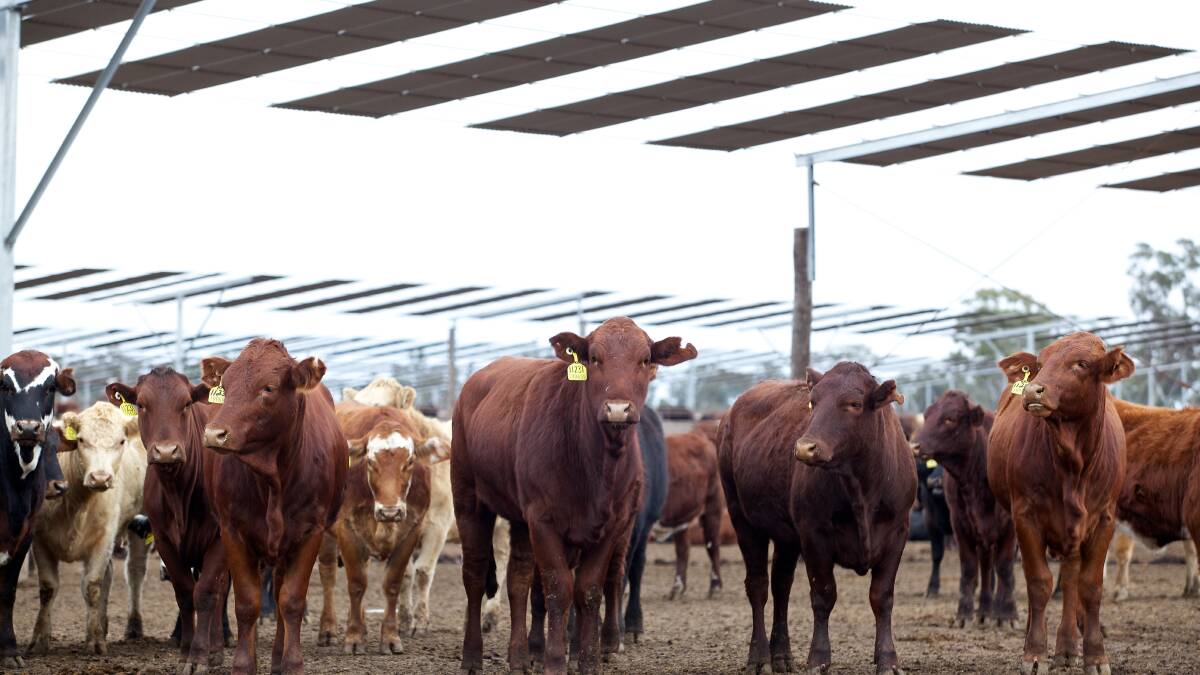 Cattle on feed numbers to stay historically high