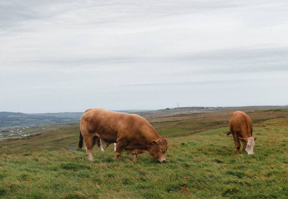 Cattle grazing pasture in Ireland. Photo by Bree Anne on Unsplash.