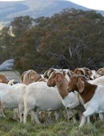 Visual assessment guide for goats