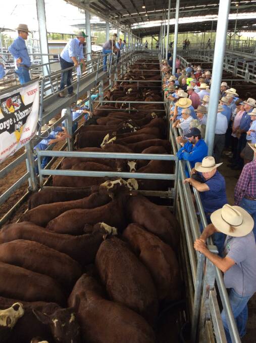 Uncertain times fuel bigger cattle sales