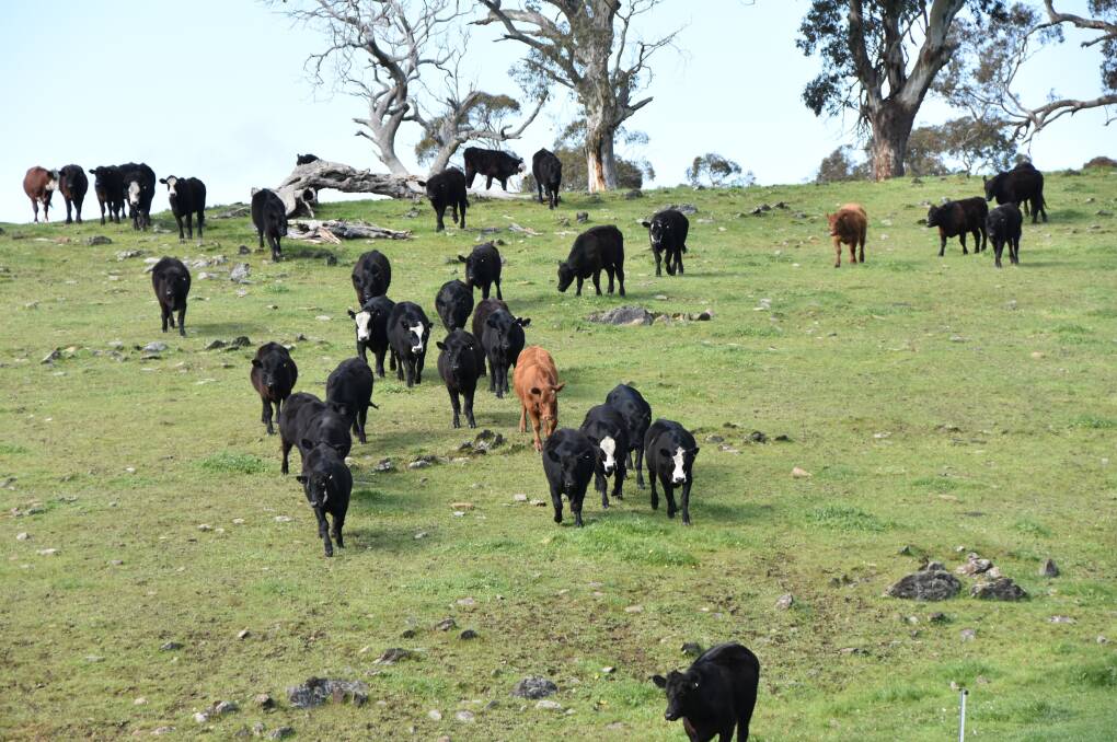Burnt Oak Angus and Angus-Simmental steers from South Australia.