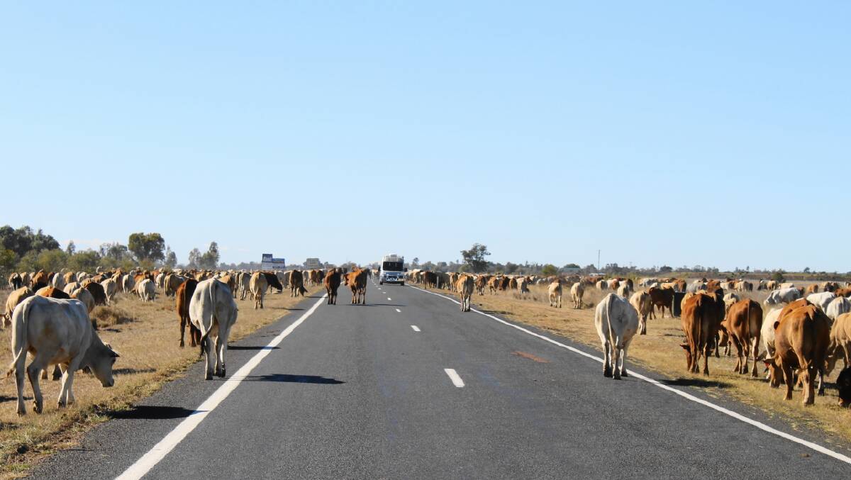 ON OUR WAY: The beef sustainability framework is constantly asking if the industry is headed down the right road.