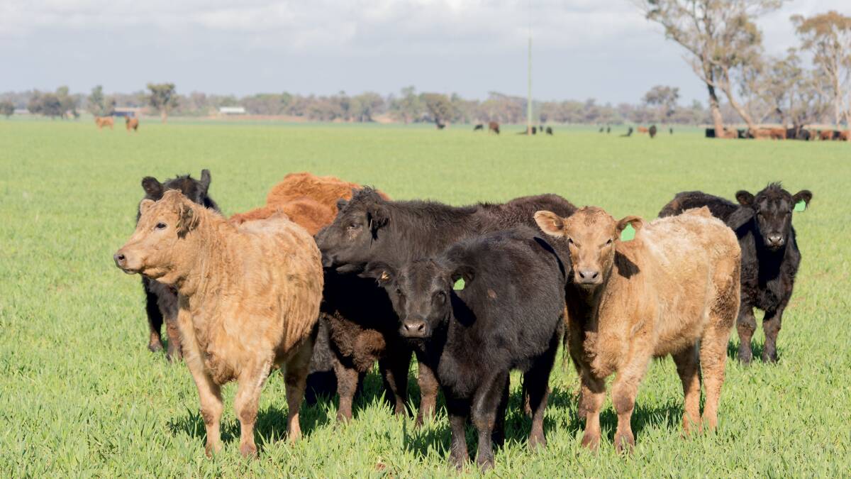 Pasture supplement research to reduce methane, boost profits
