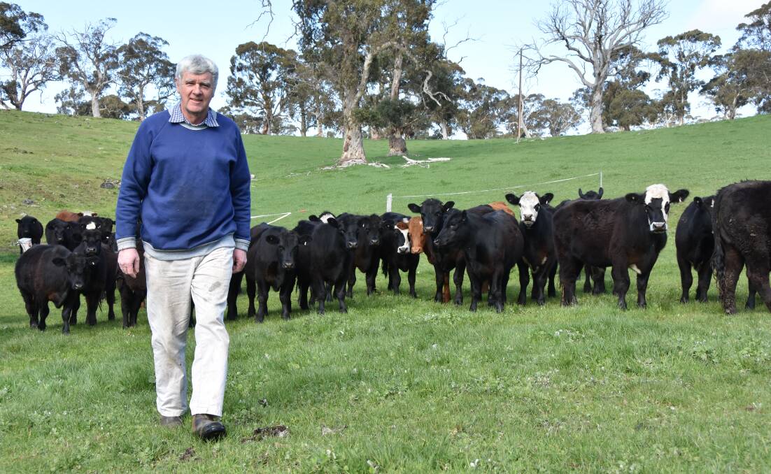 South Australian producer Mark Higgins with sixteen-month-old Angus and Angus-Simmental steers due for marketing later this year.