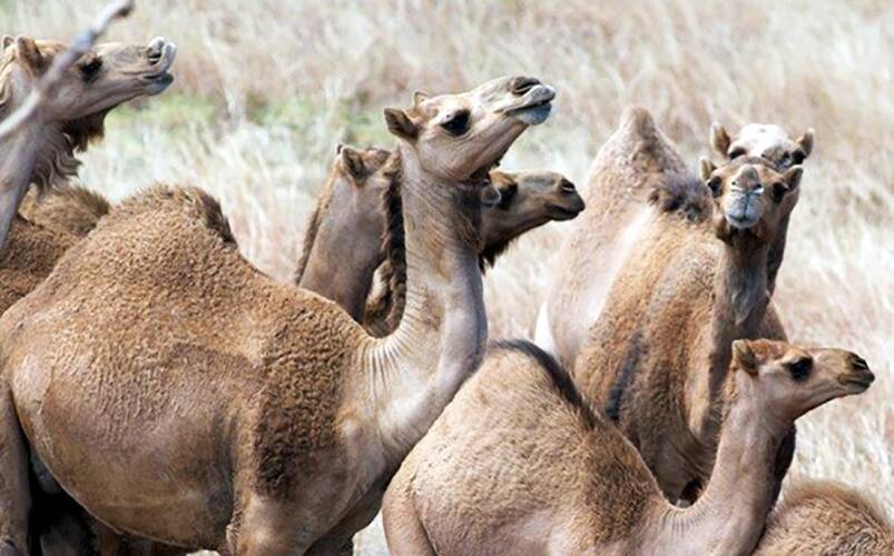 CAMEL PLAGUE: There are more than a million feral camels already roaming across vast areas of outback Australia, and their numbers are fast growing. 